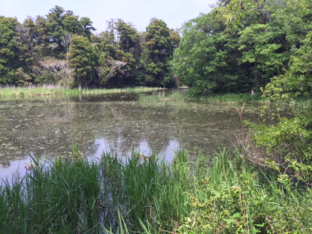 Dr.斎藤との虫ツアー