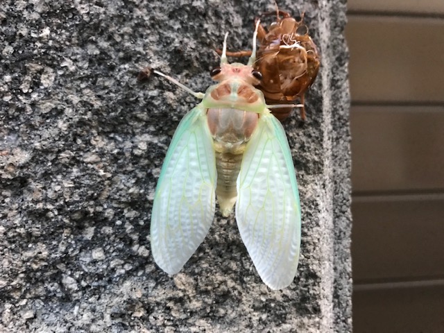 夏季休診のおしらせ